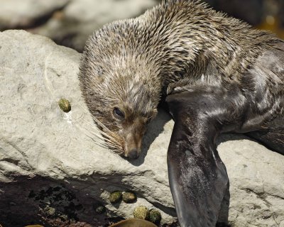 Seal, New Zealand Fur-011409-Kaikoura, S Island, New Zealand-#0158.jpg