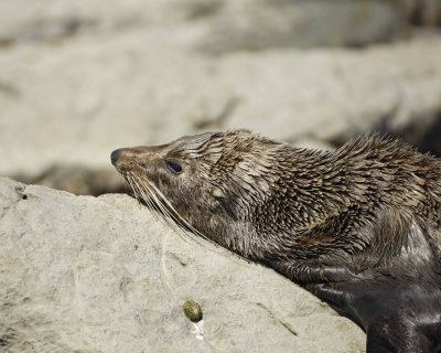Seal, New Zealand Fur-011409-Kaikoura, S Island, New Zealand-#0185.jpg