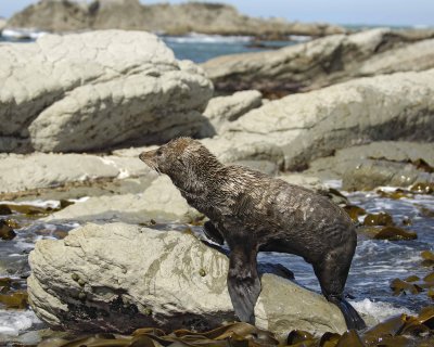 Seal, New Zealand Fur-011409-Kaikoura, S Island, New Zealand-#0189.jpg