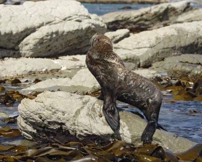 Seal, New Zealand Fur-011409-Kaikoura, S Island, New Zealand-#0190.jpg