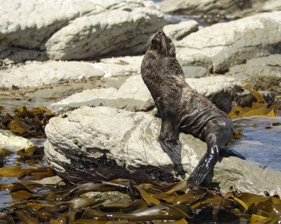 Seal, New Zealand Fur-011409-Kaikoura, S Island, New Zealand-#0195.jpg