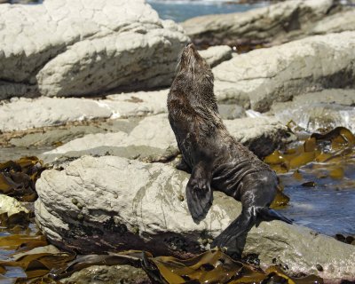 Seal, New Zealand Fur-011409-Kaikoura, S Island, New Zealand-#0198.jpg