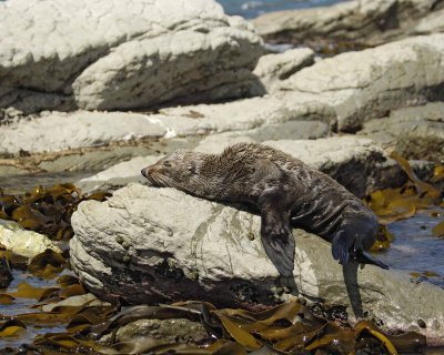 Seal, New Zealand Fur-011409-Kaikoura, S Island, New Zealand-#0205.jpg