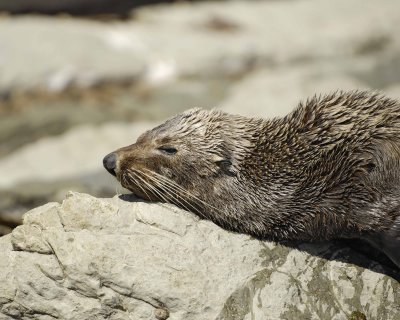 Seal, New Zealand Fur-011409-Kaikoura, S Island, New Zealand-#0208.jpg