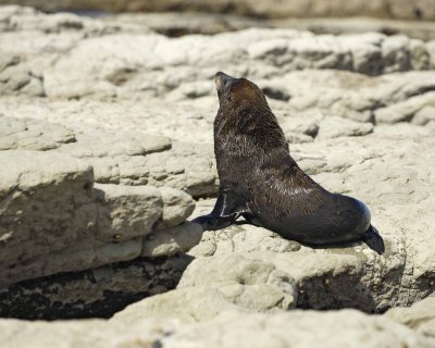 Seal, New Zealand Fur-011409-Kaikoura, S Island, New Zealand-#0211.jpg
