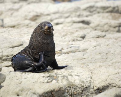 Seal, New Zealand Fur-011409-Kaikoura, S Island, New Zealand-#0267.jpg