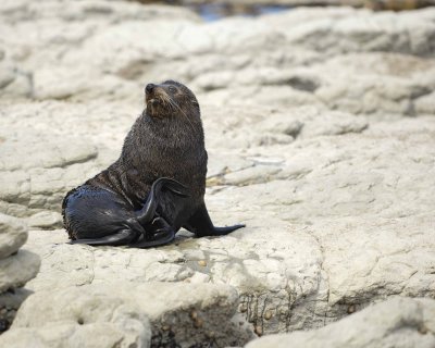 Seal, New Zealand Fur-011409-Kaikoura, S Island, New Zealand-#0268.jpg