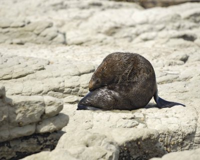 Seal, New Zealand Fur-011409-Kaikoura, S Island, New Zealand-#0290.jpg