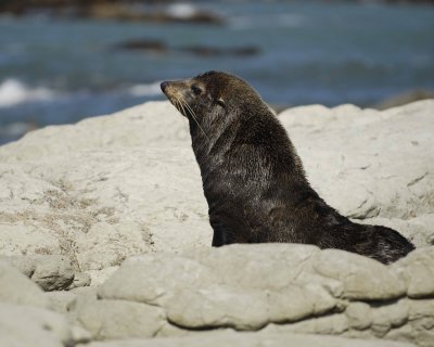 Seal, New Zealand Fur-011409-Kaikoura, S Island, New Zealand-#0304.jpg