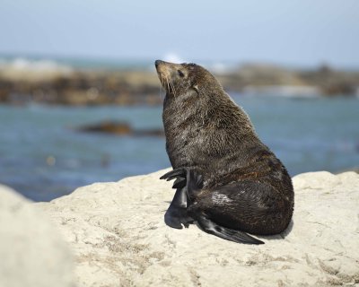 Seal, New Zealand Fur-011409-Kaikoura, S Island, New Zealand-#0315.jpg