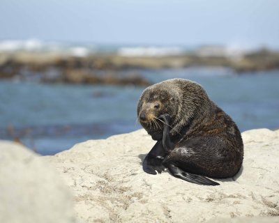 Seal, New Zealand Fur-011409-Kaikoura, S Island, New Zealand-#0323.jpg