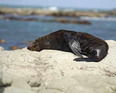 Seal, New Zealand Fur-011409-Kaikoura, S Island, New Zealand-#0331.jpg