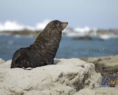 Seal, New Zealand Fur-011409-Kaikoura, S Island, New Zealand-#0336.jpg