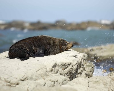Seal, New Zealand Fur-011409-Kaikoura, S Island, New Zealand-#0362.jpg
