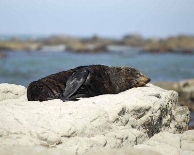 Seal, New Zealand Fur-011409-Kaikoura, S Island, New Zealand-#0374.jpg
