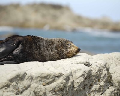 Seal, New Zealand Fur-011409-Kaikoura, S Island, New Zealand-#0403.jpg
