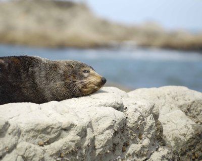 Seal, New Zealand Fur-011409-Kaikoura, S Island, New Zealand-#0406.jpg