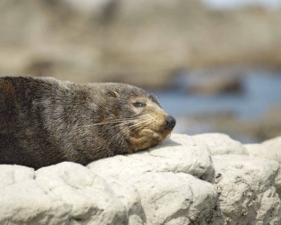 Seal, New Zealand Fur-011409-Kaikoura, S Island, New Zealand-#0408.jpg