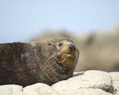 Seal, New Zealand Fur-011409-Kaikoura, S Island, New Zealand-#0424.jpg