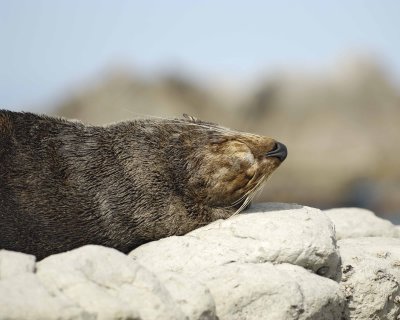 Seal, New Zealand Fur-011409-Kaikoura, S Island, New Zealand-#0429.jpg