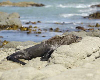 Seal, New Zealand Fur-011409-Kaikoura, S Island, New Zealand-#0449.jpg
