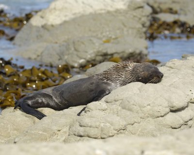 Seal, New Zealand Fur-011409-Kaikoura, S Island, New Zealand-#0459.jpg