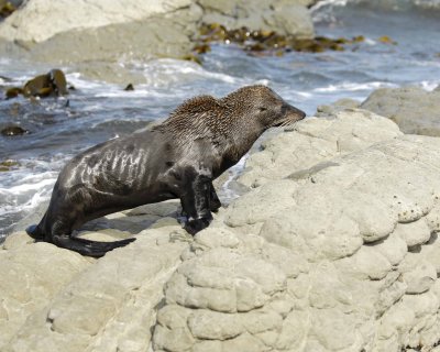 Seal, New Zealand Fur-011409-Kaikoura, S Island, New Zealand-#0498.jpg
