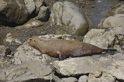 Seal, New Zealand Fur-011509-South Bay, S Island, New Zealand-#0296.jpg