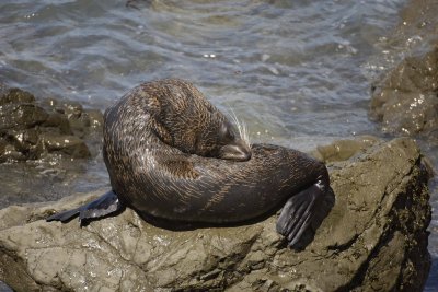 Seal, New Zealand Fur-011509-South Bay, S Island, New Zealand-#0328.jpg