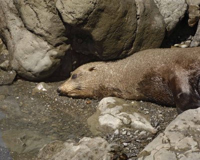 Seal, New Zealand Fur-011509-South Bay, S Island, New Zealand-#0335.jpg