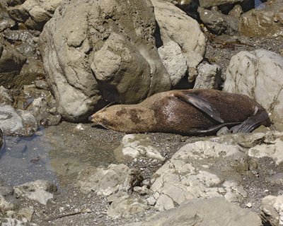 Seal, New Zealand Fur-011509-South Bay, S Island, New Zealand-#0339.jpg