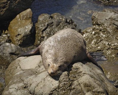 Seal, New Zealand Fur-011509-South Bay, S Island, New Zealand-#0362.jpg