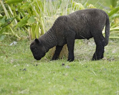 Sheep, Black, Lamb-010409-Banks Pennisula, S Island, New Zealand-#0694.jpg