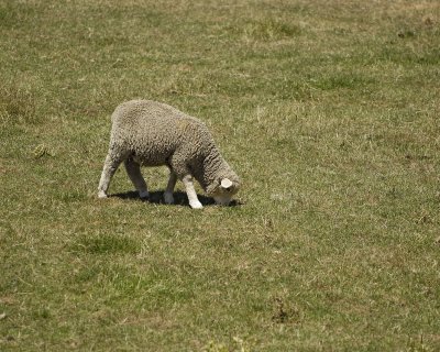 Sheep, Lamb-011509-Canterbury Plain, S Island, New Zealand-#0548.jpg
