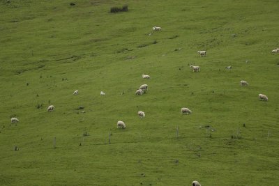 Sheep-010709-Otago Peninsula, S Island, New Zealand-#0104.jpg