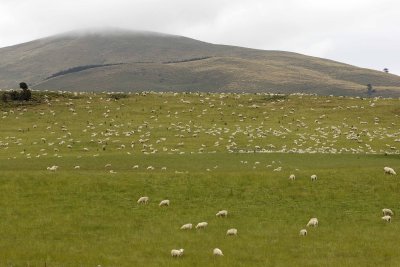 Sheep-011009-Southland, S Island, New Zealand-#0001.jpg