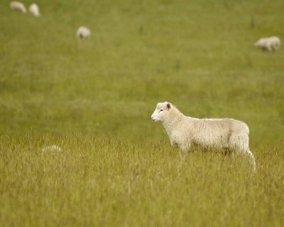 Sheep-011009-Southland, S Island, New Zealand-#0007.jpg