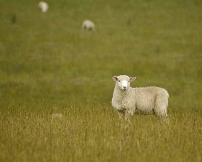 Sheep-011009-Southland, S Island, New Zealand-#0013.jpg
