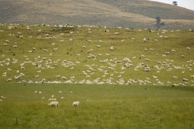 Sheep-011009-Southland, S Island, New Zealand-#0017.jpg