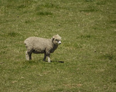 Sheep-011509-Canterbury Plain, S Island, New Zealand-#0560.jpg