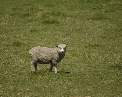 Sheep-011509-Canterbury Plain, S Island, New Zealand-#0561.jpg