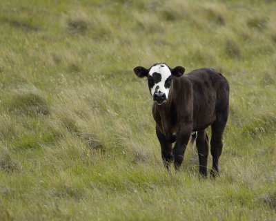 Gallery of New Zealand Cattle