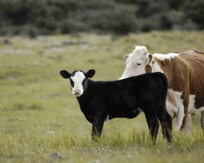 Cattle, Calf-010509-Tasman Valley, S Island, New Zealand-#0218.jpg