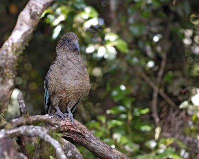Kea (Mtn Parrot)-011009-Fiordland Nat'l Park, S Island, New Zealand-#0143.jpg