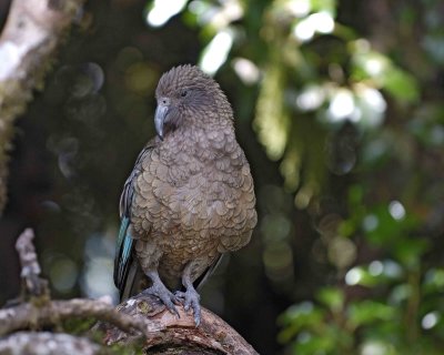 Kea (Mtn Parrot)-011009-Fiordland Nat'l Park, S Island, New Zealand-#0154.jpg