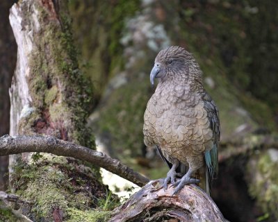 Kea (Mtn Parrot)-011009-Fiordland Nat'l Park, S Island, New Zealand-#0180.jpg
