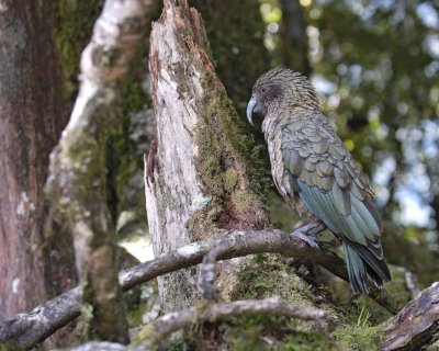 Kea (Mtn Parrot)-011009-Fiordland Nat'l Park, S Island, New Zealand-#0211.jpg