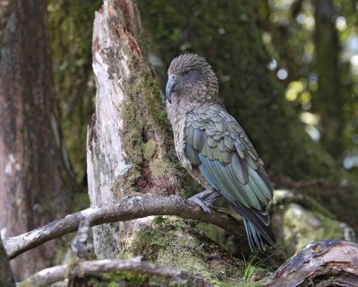 Kea (Mtn Parrot)-011009-Fiordland Nat'l Park, S Island, New Zealand-#0269.jpg