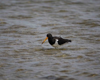 Gallery of Pied Oystercatcher