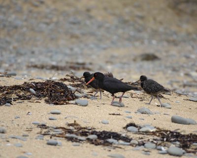 Gallery of Variable Oystercatcher